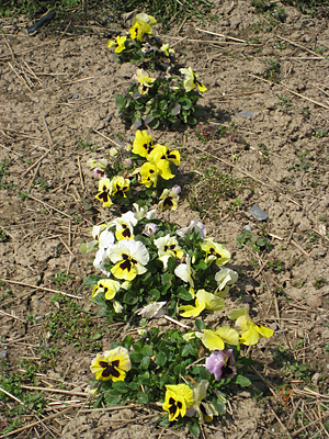 pansy mulched